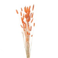 Orange Lagurus (Bunny Tails) Dried Flowers